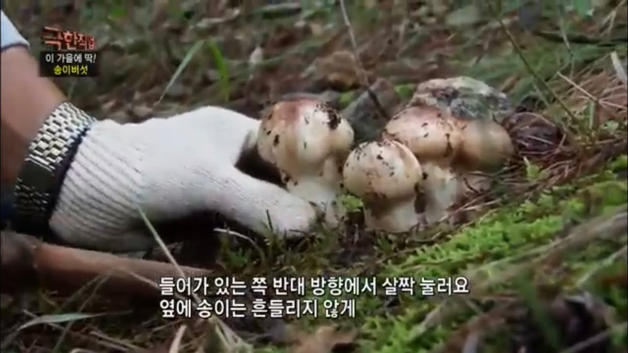 야산에서의 버섯 채취, 매력과 위험