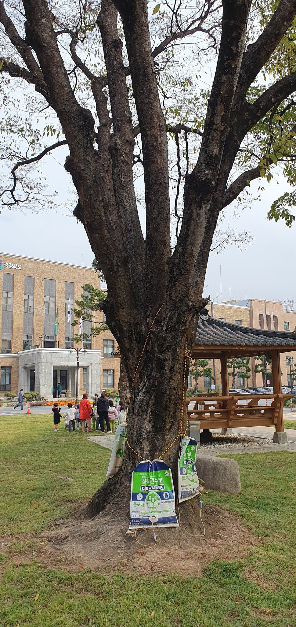 비극적인 자원 관리와 법적 문제