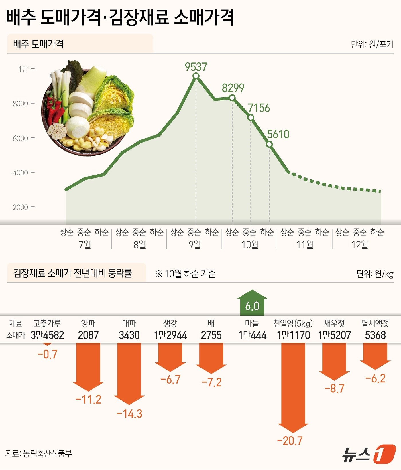 배추 수확 현장의 생생한 분위기