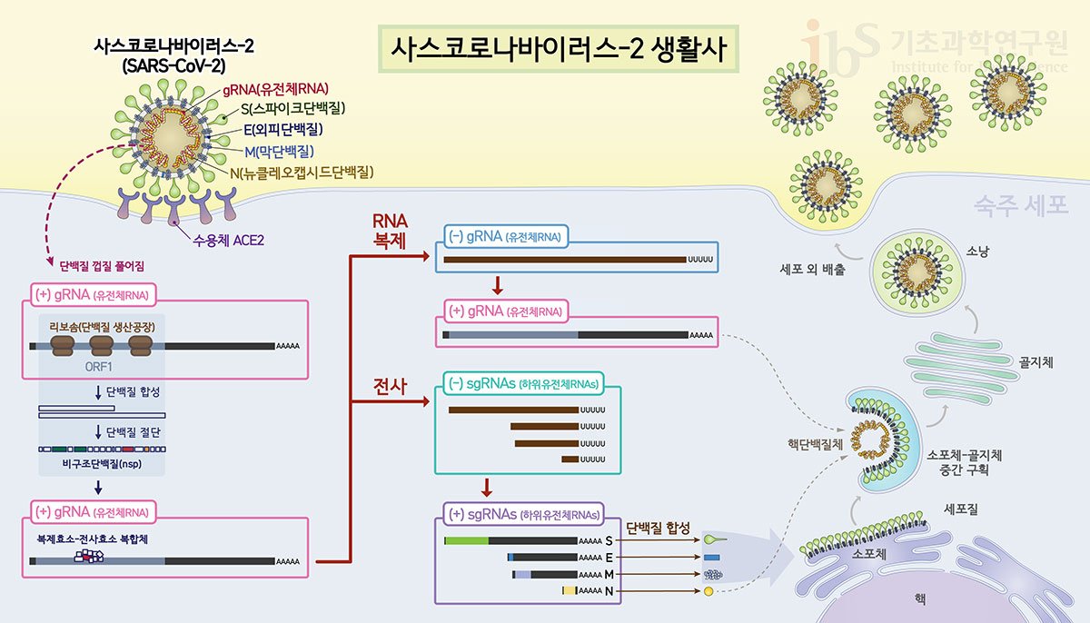 뇌 건강과 운동의 상관관계