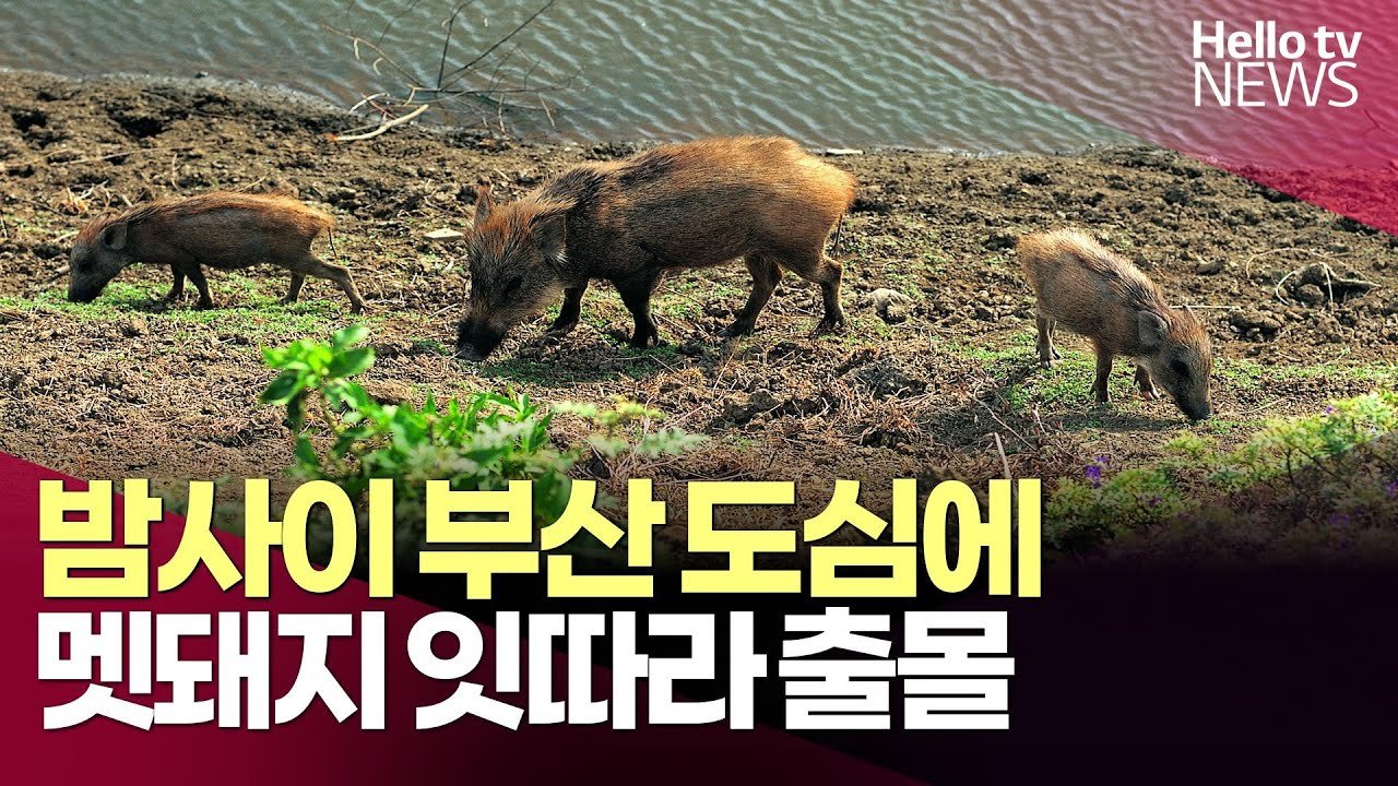 멧돼지의 도심 침입 사건